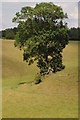 Tree on a ridge