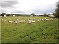 Camping with sheep