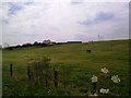 View of houses at Crimdon