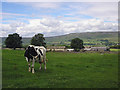 Cow at Scar Top