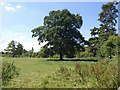 Oak in the Lowman valley