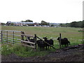 TM1440 : Black sheep in field near Jimmy's Farm by Roger Jones