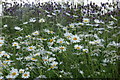 Shasta Daisies (Leucanthemum maximum) beside the Dalrulzion Hotel, Glenshee