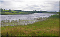 Marshy river fringe at Bun Bridge