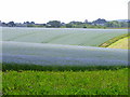 Linseed flax (Linum usitatissimum)