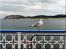 SH7882 : Gull, yacht and the Little Orme by Gerald England