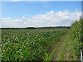 Field by the hedge