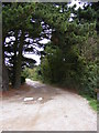 TM4563 : Sandlings Walk Bridleway to Upper Abbey & Potter's Farm by Geographer