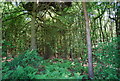 TQ6356 : Mereworth Woods by N Chadwick