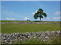 Tree, dry stone walls and fields