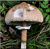 J3877 : Fungus near Holywood by Albert Bridge