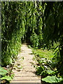 Salix babylonica, or weeping willow, overhanging the footpath at Wateringbury