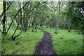 Path in Westmuir Community Woodland