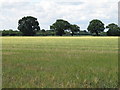 Trees on field boundary