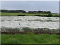 Brassica crop, Cottarton