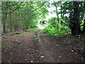 Track past Welldon Wood, Wroxham