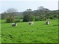 SD5144 : Ewes and lambs near Bowgreave by Maigheach-gheal