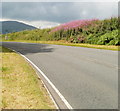 Summer roadside colours near Bwlch, Powys