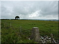 Trig point and tree, Grindon Moor