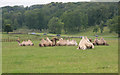 ST8143 : Longleat Safari Park Camels by roger geach