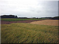 Grain and potatoes at Coat Walls farm