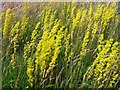 NY9523 : Lady's Bedstraw (Galium verum) by Andrew Curtis