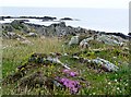 Wild flowers on the rocky coastline of St John