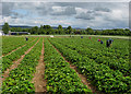 Border Berries at Rutherford Farm