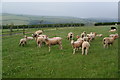 Sheep near Norton Park