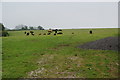 Cows between Venn Lane and Townstal Road