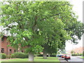 Oak trees on Rhode Lane