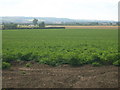 Farmland near East Field Farm