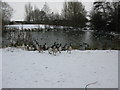 Hungry geese near Shaftesbury Avenue, Swindon