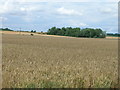 Farmland, West Halton