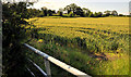 Barley field, Hillsborough (5)