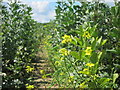 Pea Field near St Ives Farm