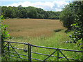 Crop field off Butcherfield Lane