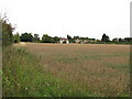 Looking towards East Bergholt