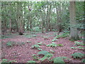 TM1036 : Birches in Dodnash Wood by Roger Jones