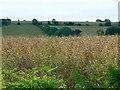 Oilseed and woodland, Clench Common