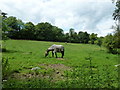 Horse grazing near Saint Swithun, Headbourne Worthy