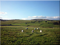 SD7568 : Sheep near Austwick by Karl and Ali