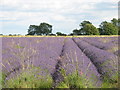 Lavender field near Snowshill