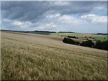 TQ3011 : Barley Fields north of the Chattri by Paul Gillett