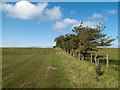 Fields divided by hedge and fence