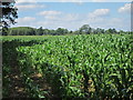 Crop field near Brickfield Cottages