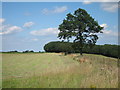 Field off Rumstead Lane