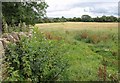 Field near Woolley