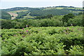 Healthy foliage in the Dart Valley