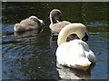 N6087 : Cygnets and Swans at Lough Ramor by Eric Jones